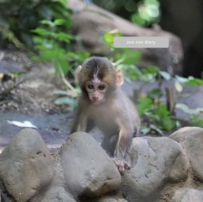 熊本市動植物園　ニホンザル　赤ちゃん