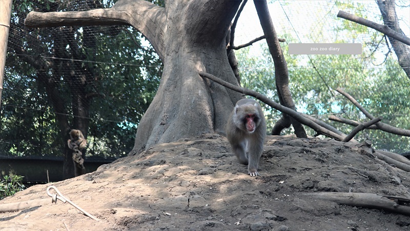 熊本市動植物園　ニホンザル　里山