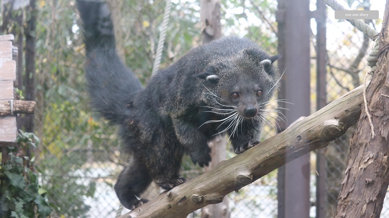 熊本市動植物園　ビントロング　ビーン