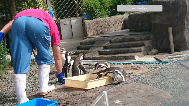熊本市動植物園　フンボルトペンギン 餌