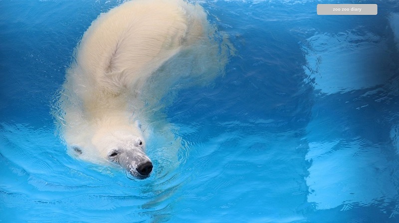 熊本市動植物園　ホッキョクグマ　マルル　2015年