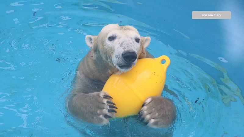 熊本市動植物園　ホッキョクグマ　マルル　おもちゃ
