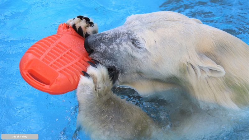 熊本市動植物園　ホッキョクグマ　マルル　湯たんぽ