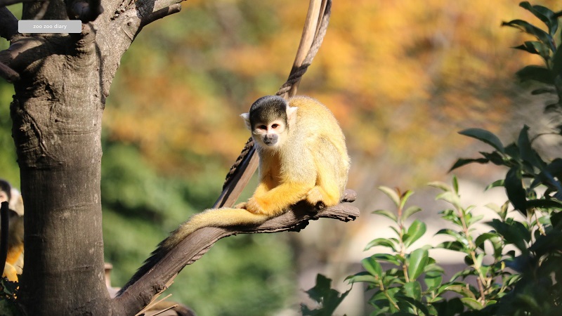 熊本市動植物園　ボリビアリスザル　無柵