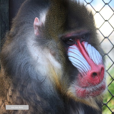 熊本市動植物園　マンドリル　コタロウ