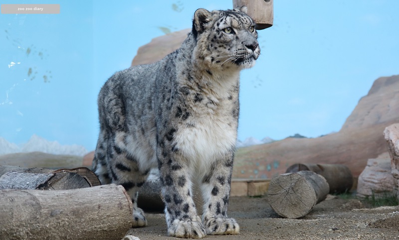熊本市動植物園　ユキヒョウ　スピカ　全身