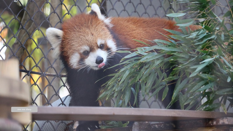 熊本市動植物園　レッサーパンダ　かぼす　父