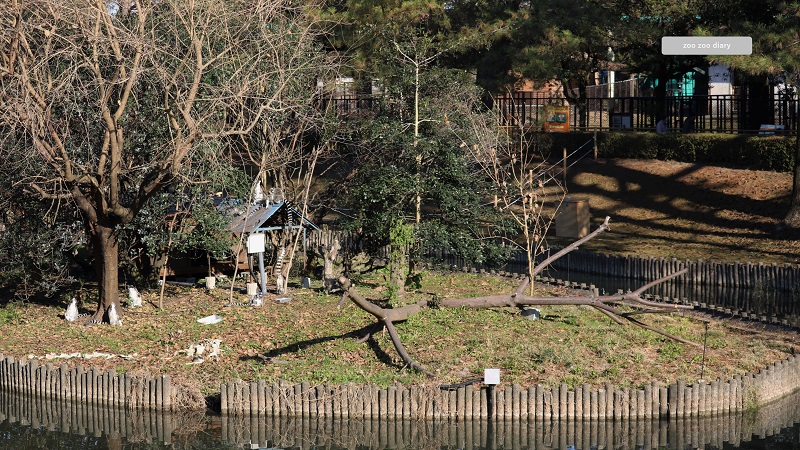 熊本市動植物園　ワオキツネザル　展示場
