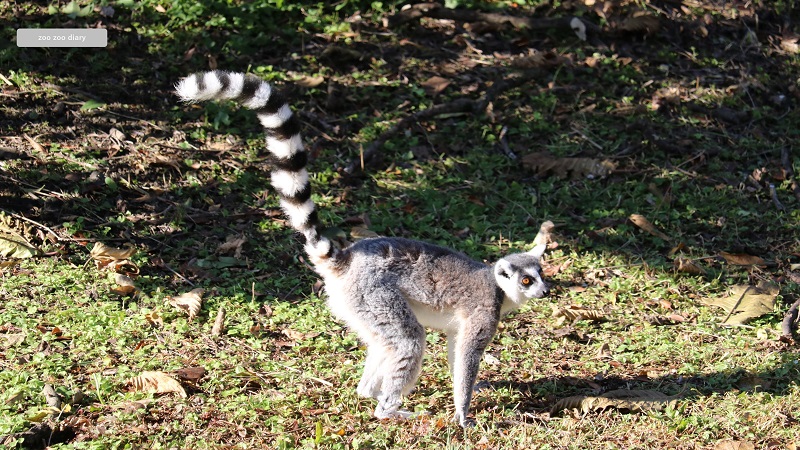 熊本市動植物園　ワオキツネザル