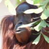 平川動物公園ボルネオオランウータンのポピー成長記
