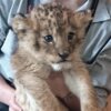 アフリカンサファリ　ライオン　赤ちゃん