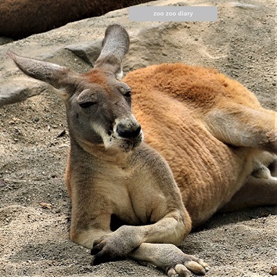 アフリカンサファリ　アカカンガルー　寝