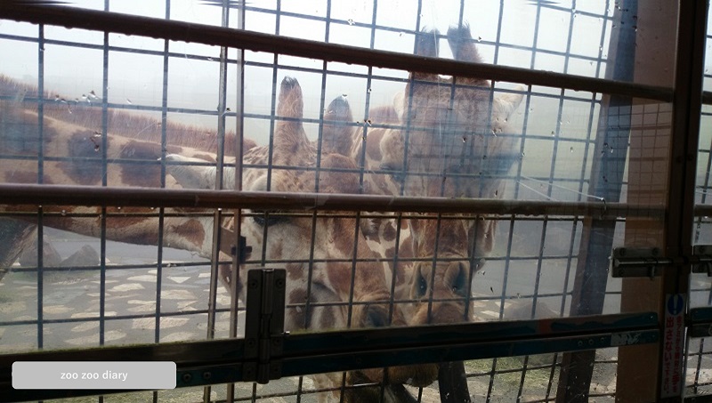 アフリカンサファリ　ジャングルバス　キリン