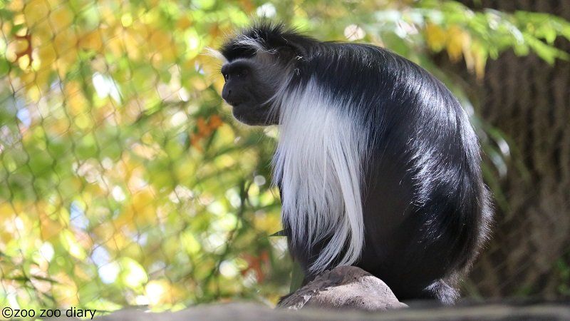 ブロンクス動物園 アンゴラコロブス