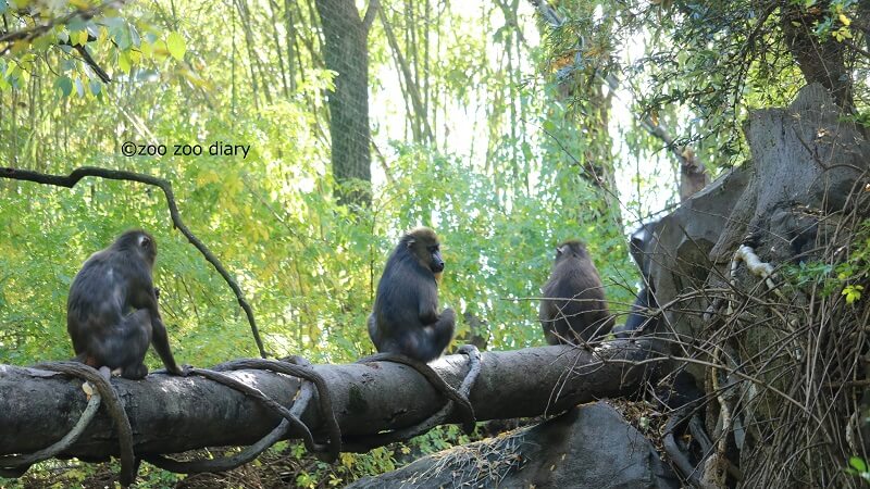 ブロンクス動物園 マンドリル