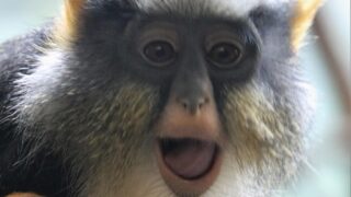 ウォルフグエノン ブロンクス動物園