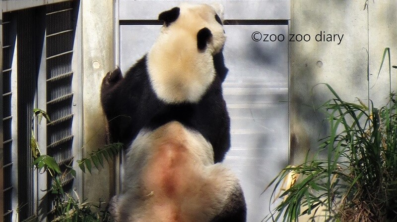 神戸市王子動物園　ジャイアントパンダ