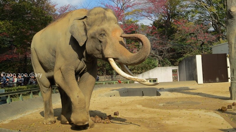 神戸市立王子動物園　インドゾウ