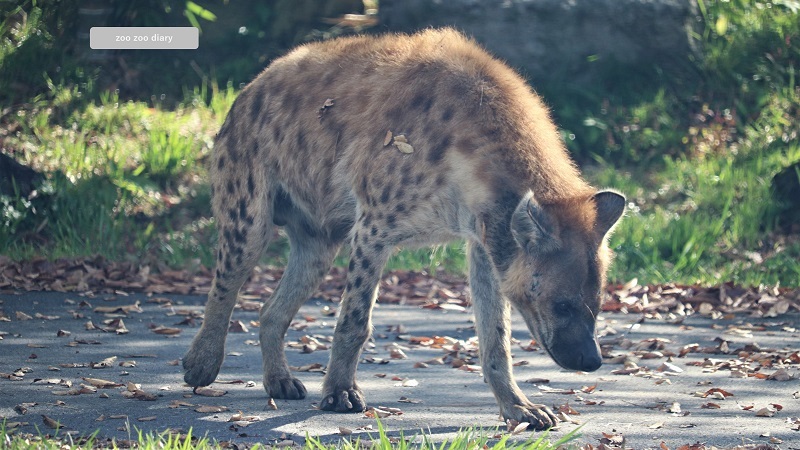 アフリカンサファリ　ブチハイエナ　歩