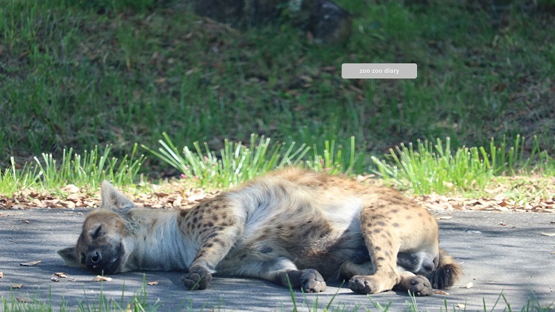 アフリカンサファリ　ブチハイエナ