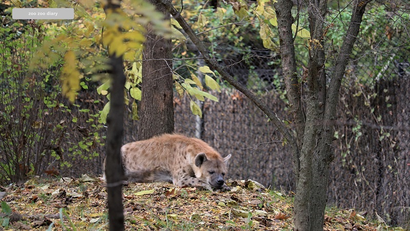 ブロンクス動物園　ブチハイエナ