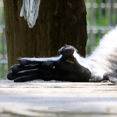 ワオキツネザルの指　爪