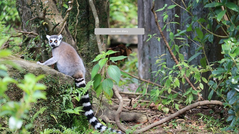平川動物公園　ワオキツネザル　森