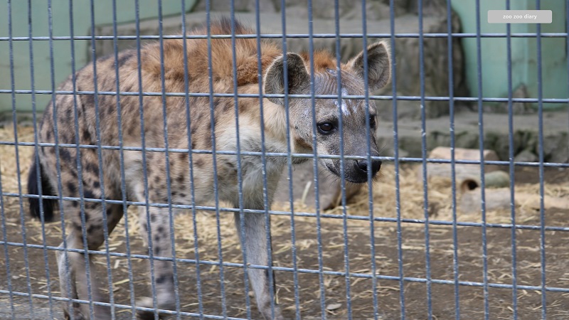 日本平動物園　ブチハイエナ　全身