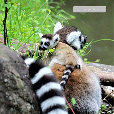 長崎バイオパーク　ワオキツネザルの親子　赤ちゃん