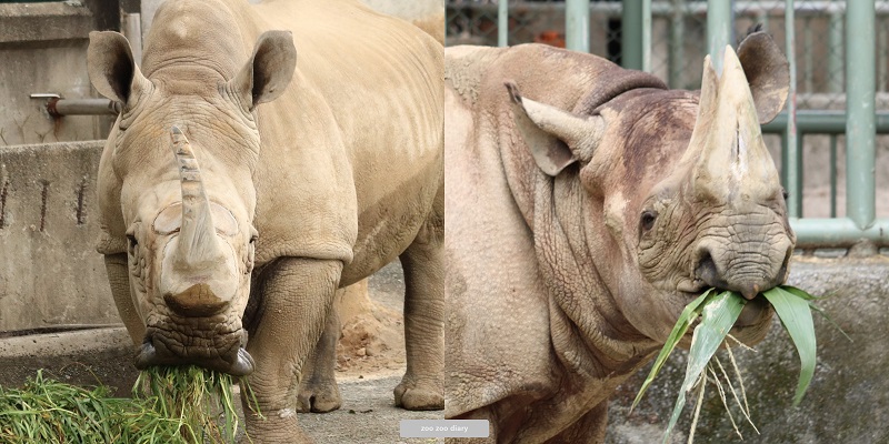 サイの口　シロサイとクロサイの違い