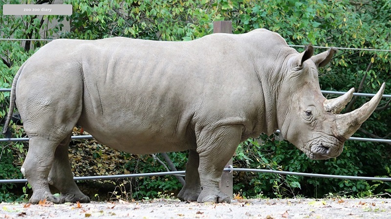 ブロンクス動物園　シロサイ　角