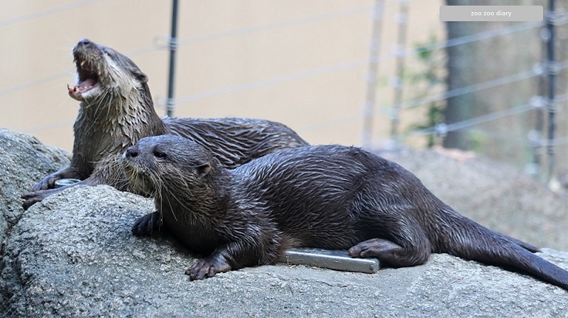 上野動物園 コツメカワウソ 鳴き