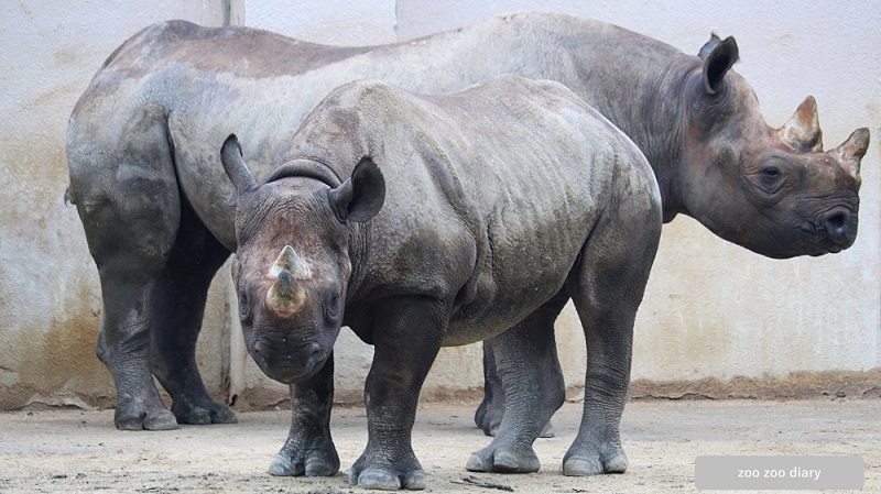 安佐動物公園　インドサイの親子