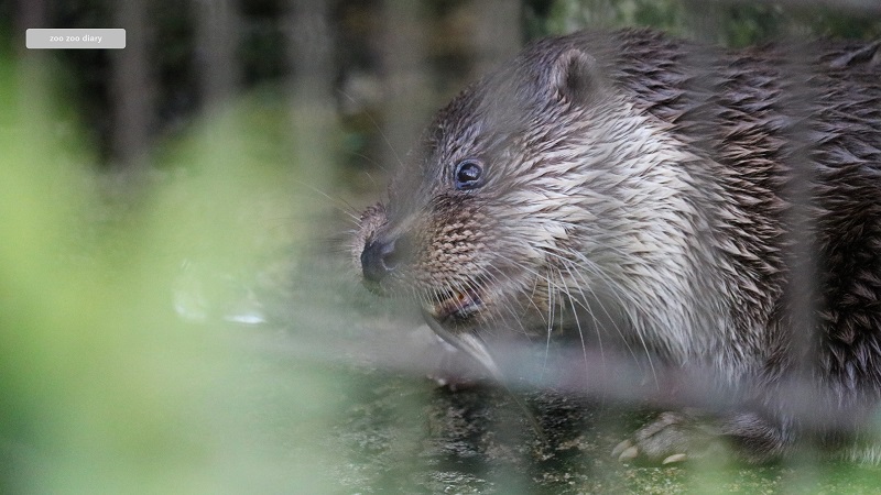 宮崎フェニックス自然動物園 ユーラシアカワウソ ホシ 食