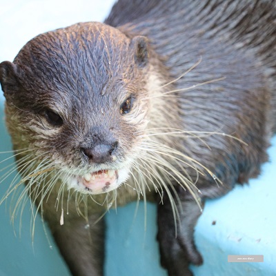 平川動物公園 コツメカワウソ アップ