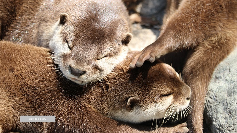 平川動物公園 コツメカワウソ 乾