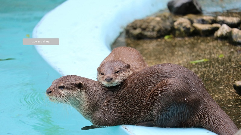 平川動物公園 コツメカワウソ 仲良し夫婦