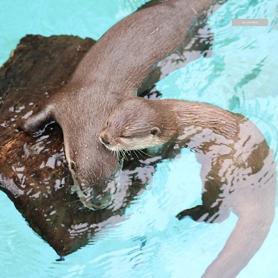 平川動物公園 コツメカワウソ 泳