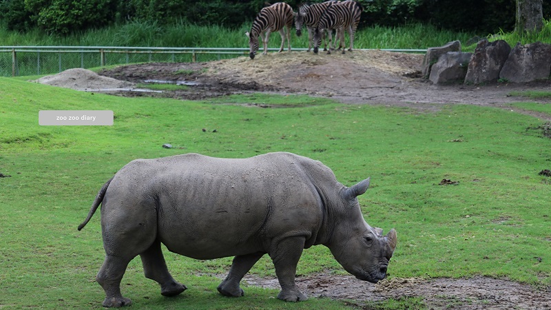 平川動物公園　シロサイ　シノ 全身