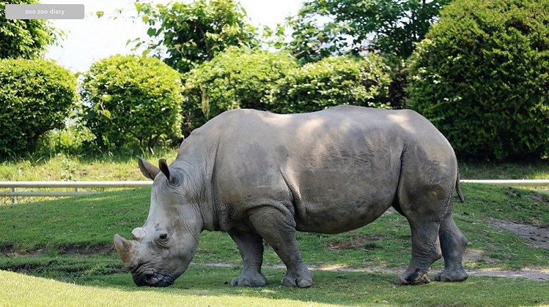 平川動物公園　シロサイ　シノ 食