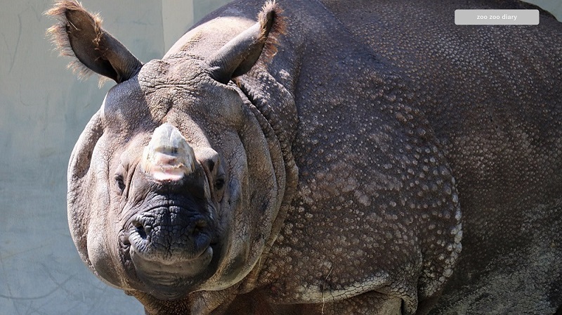 東山動植物園　インドサイ