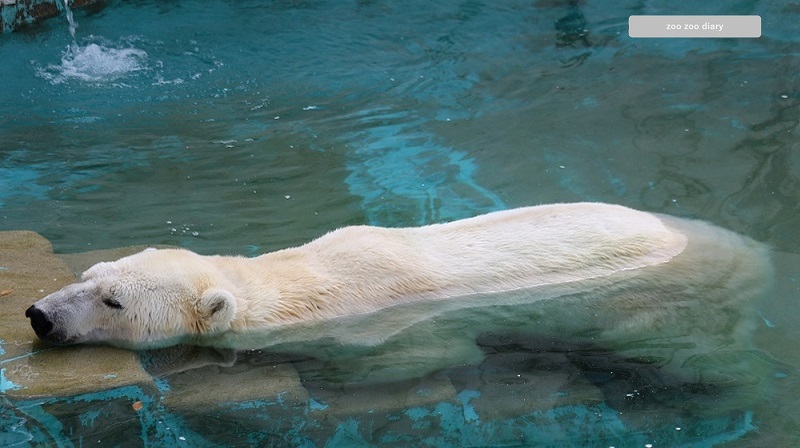 東山動植物園　ホッキョクグマ　サスカッチ