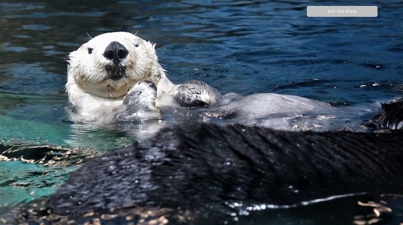 海の中道マリンワールド ラッコ