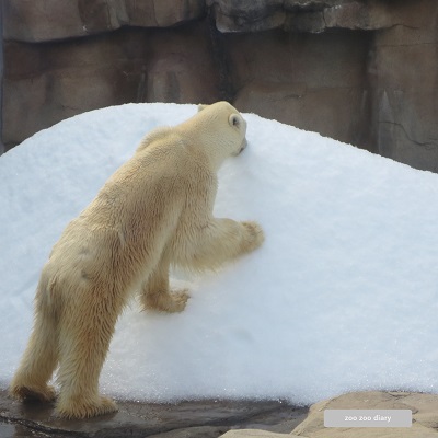 王子動物園　ホッキョクグマ　立