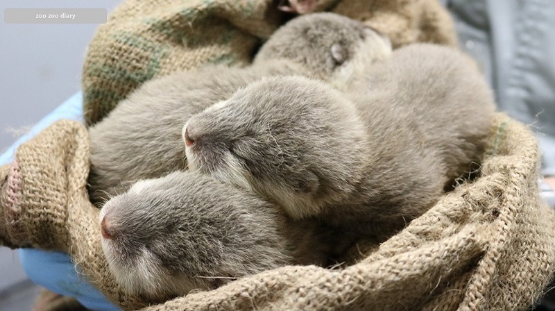 福岡市動物園 コツメカワウソの赤ちゃん