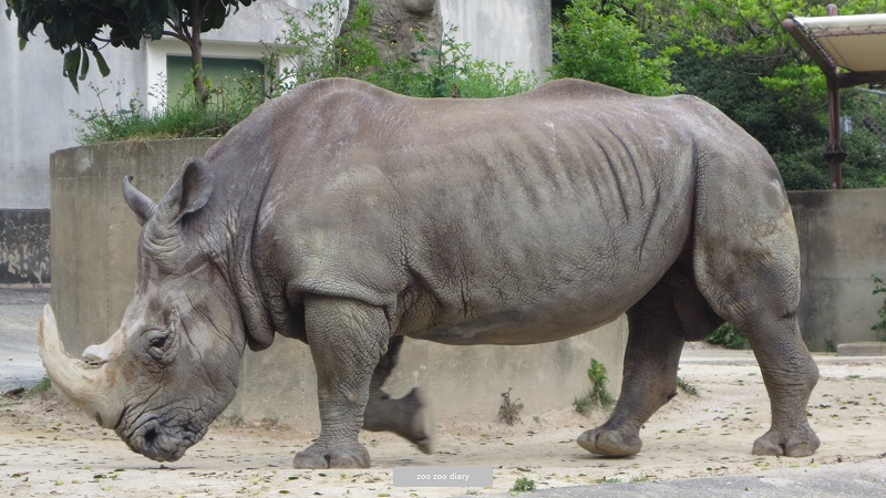 福岡市動物園　シロサイ　ロック　耳
