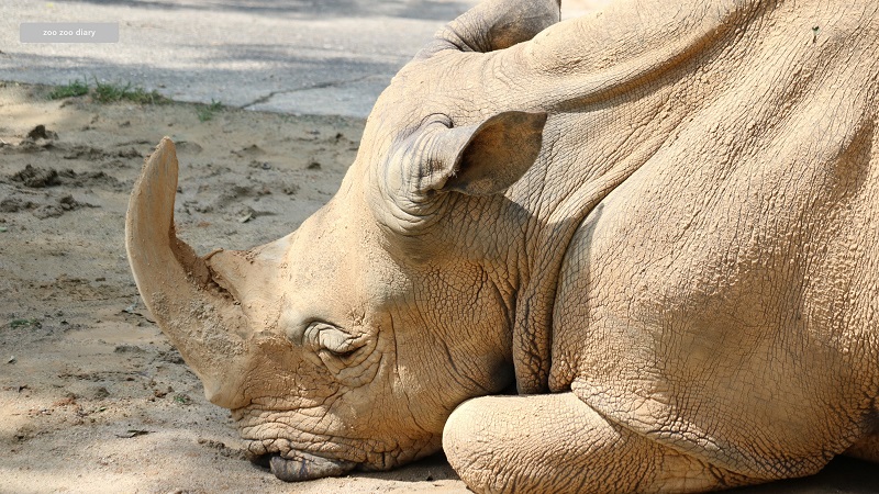 福岡市動物園　シロサイ　ロック　高齢