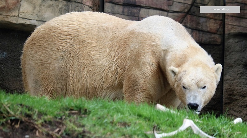 サンディエゴ動物園　ホッキョクグマ　オス