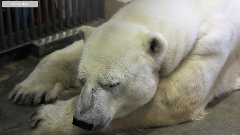東山動植物園　ホッキョクグマ　サスカッチ　寝