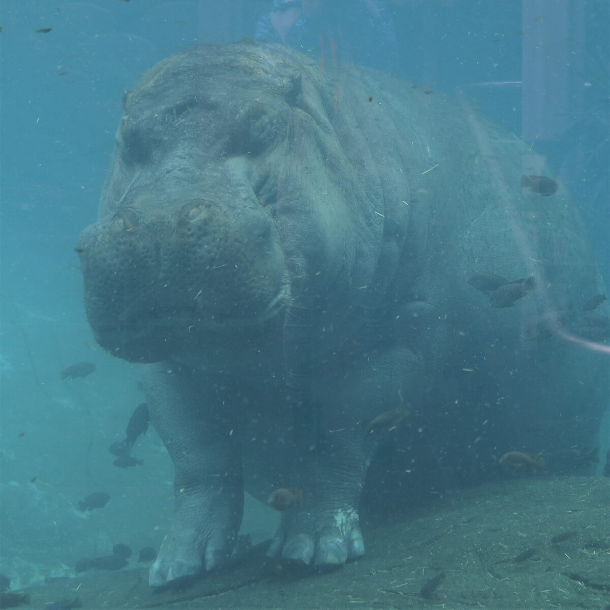 カバは泳げない おもしろい生態や特徴を学んでカバに会いに行こう Zoo Zoo Diary 動物園と豆知識